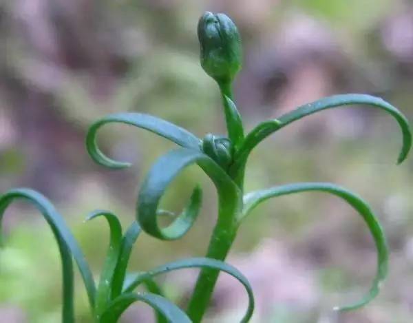 A tutorial on the method of growing grass