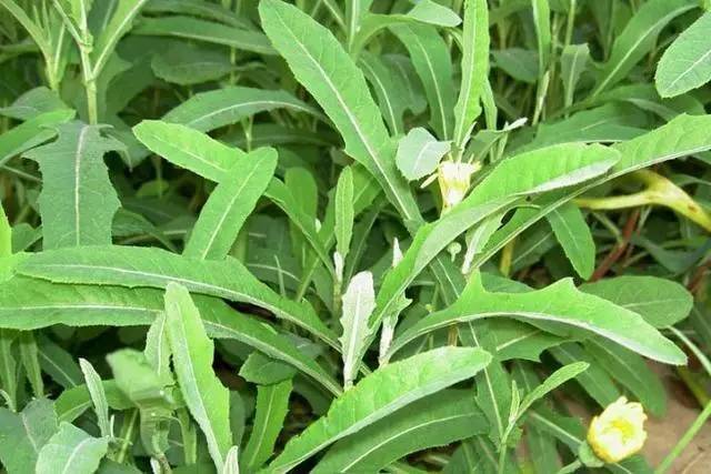 A tutorial on the method of growing grass