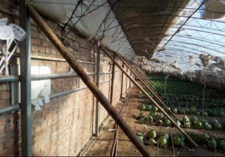 塑料大棚种植技术