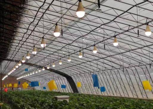 塑料大棚种植技术