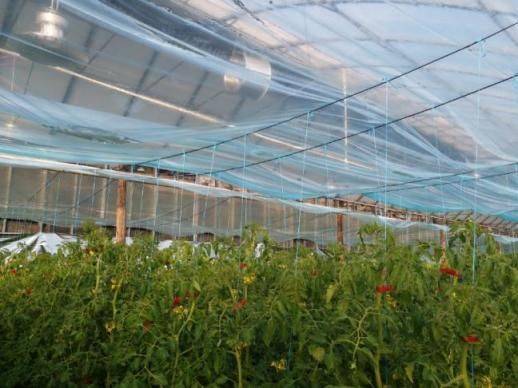 塑料大棚种植技术