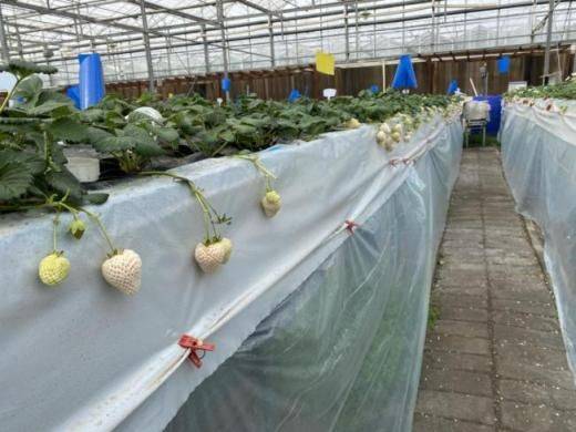 塑料大棚种植技术
