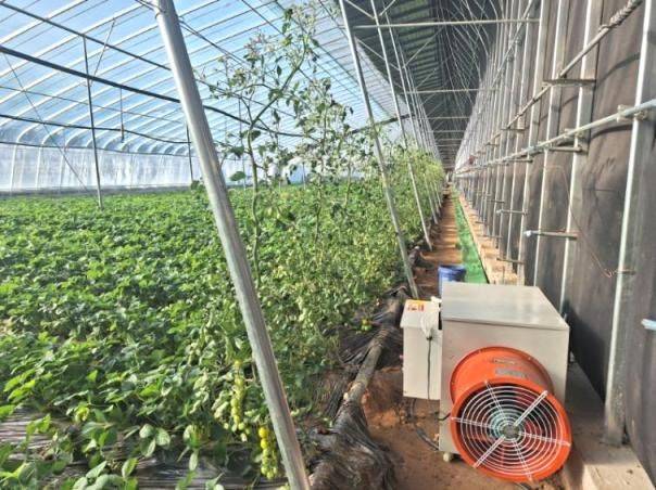 塑料大棚种植技术