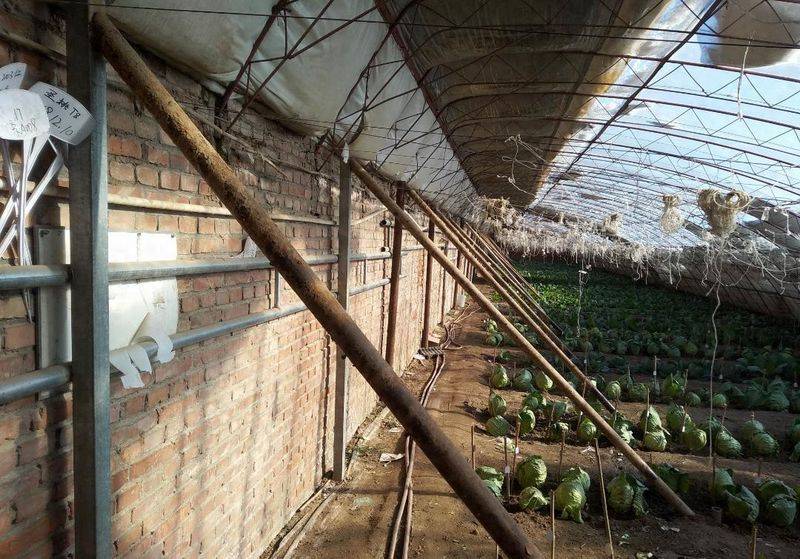 Plastic shed cultivation techniques