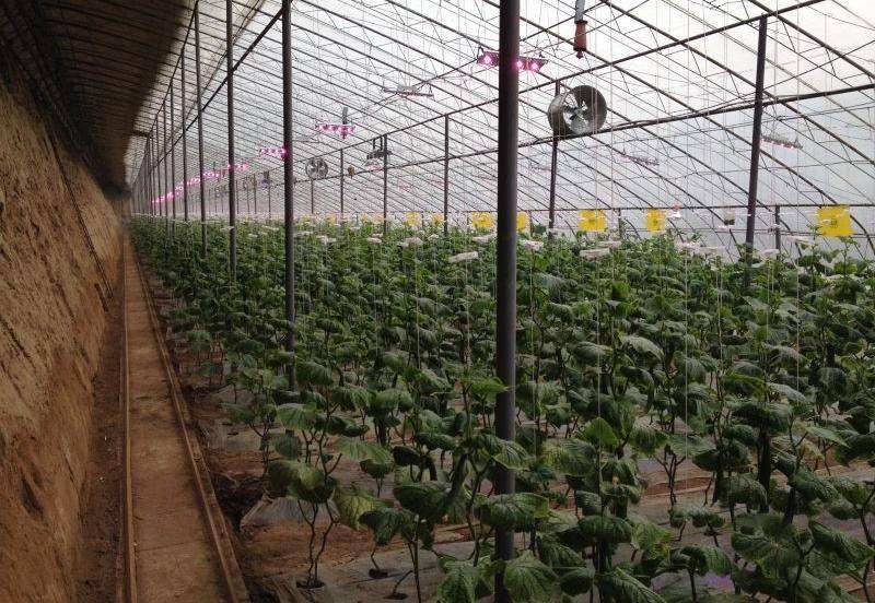 Plastic shed cultivation techniques