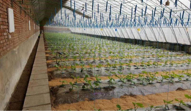 Plastic shed cultivation techniques