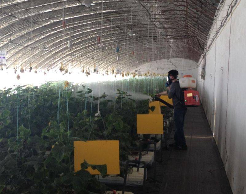 Plastic shed cultivation techniques