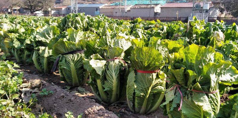 Plastic shed cultivation techniques
