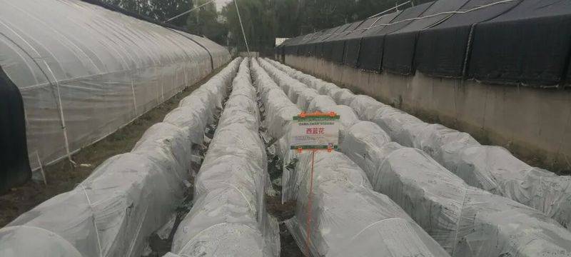 Plastic shed cultivation techniques