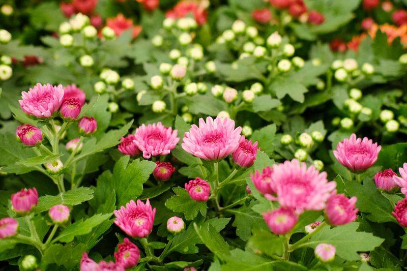 The dutch method of multi-breeding