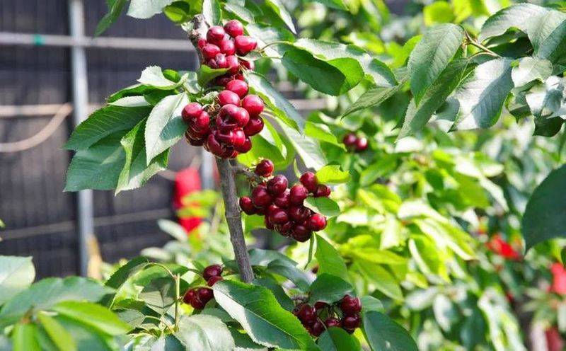 Cherry planting techniques