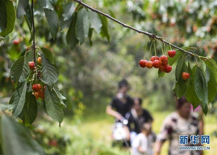 Cherry planting techniques