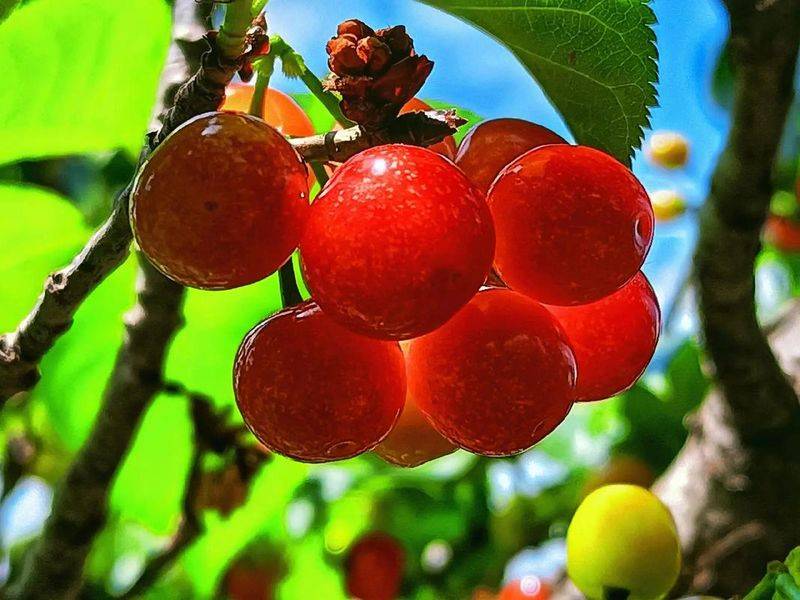 Cherry planting techniques