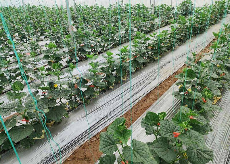 塑料大棚种植技术