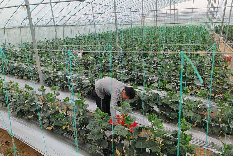 塑料大棚种植技术