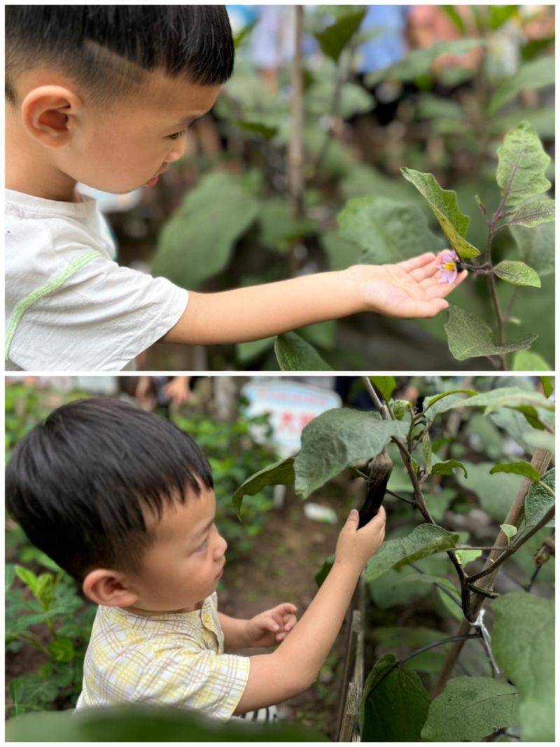 大班种植蔬菜观察记录