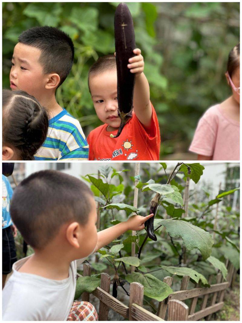 大班种植蔬菜观察记录