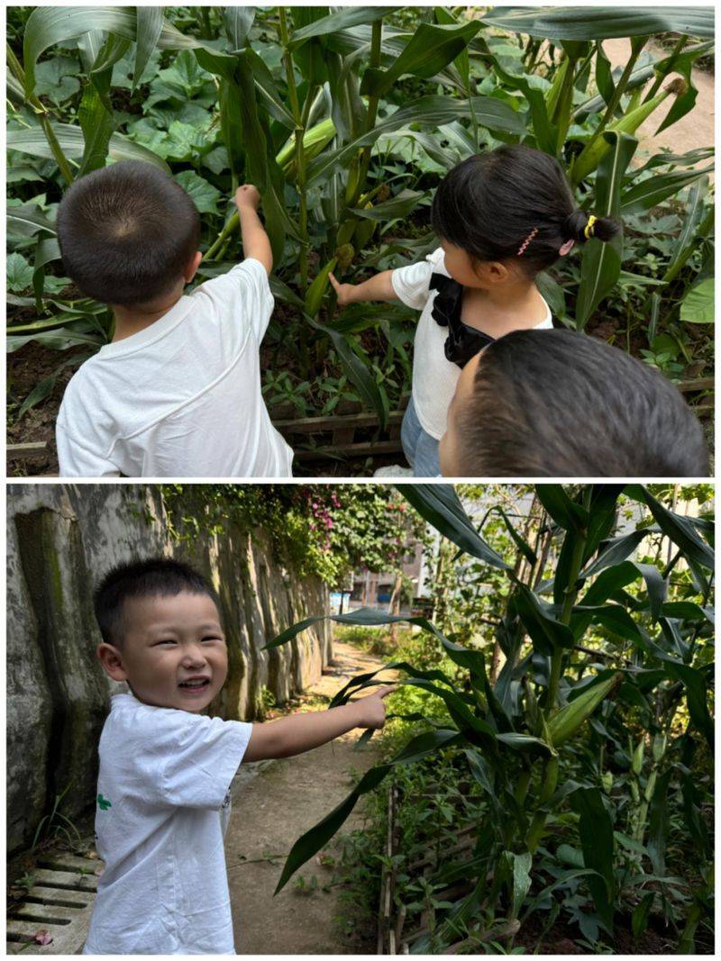 大班种植蔬菜观察记录