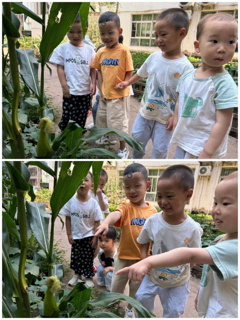 大班种植蔬菜观察记录