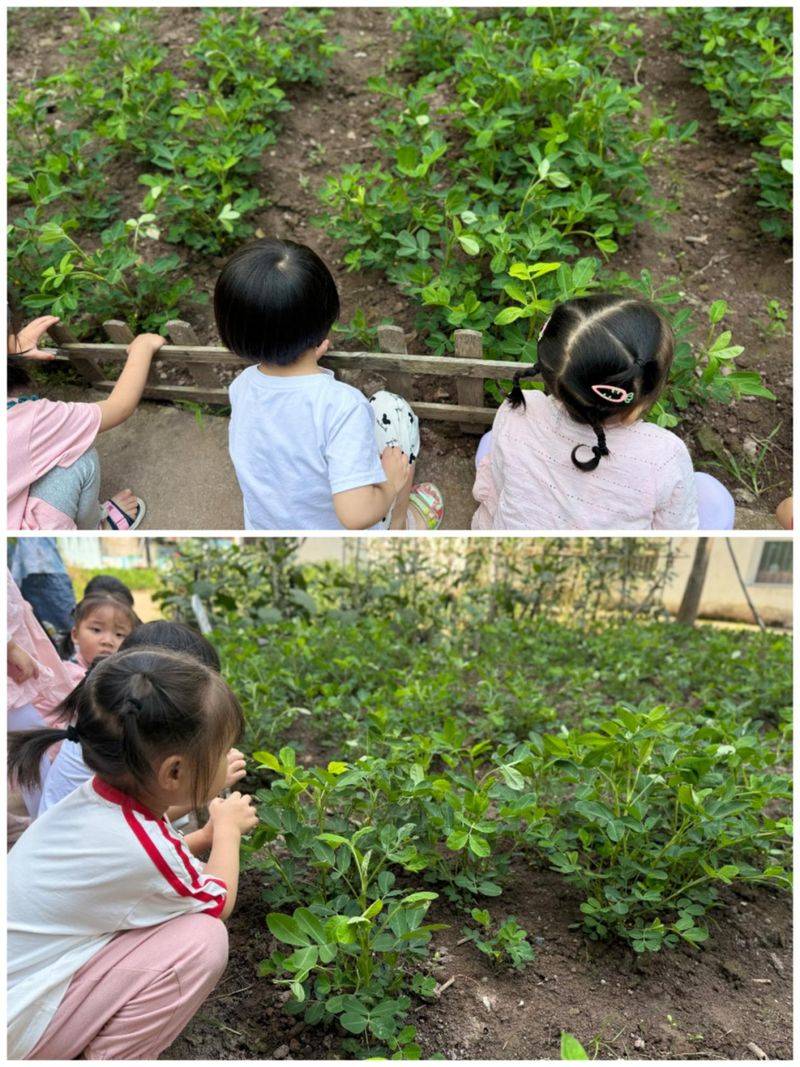 大班种植蔬菜观察记录