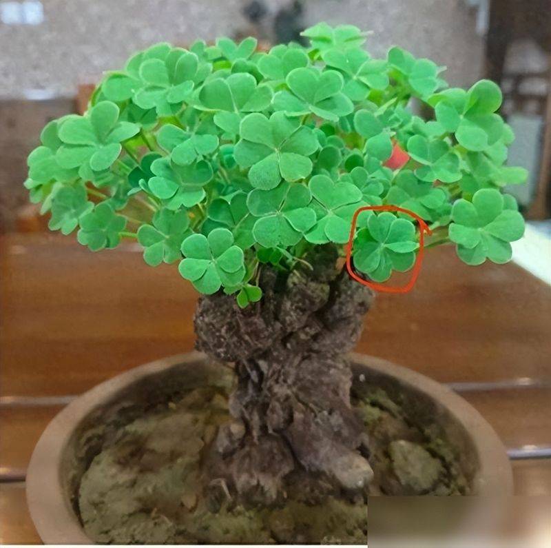天胡荽草种植方法教程