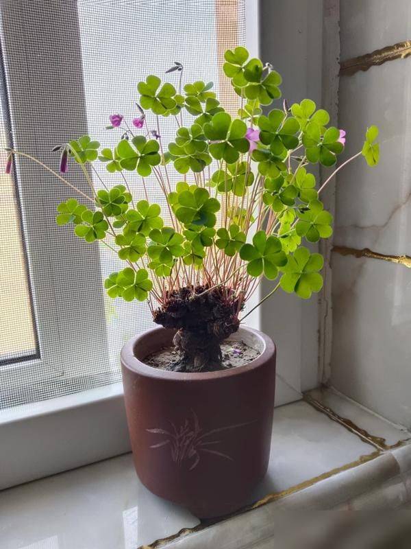 天胡荽草种植方法教程