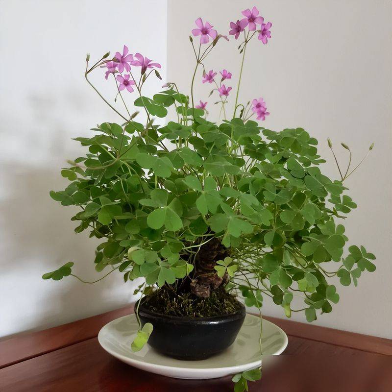 天胡荽草种植方法教程