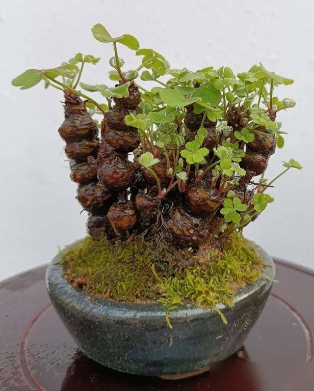 天胡荽草种植方法教程