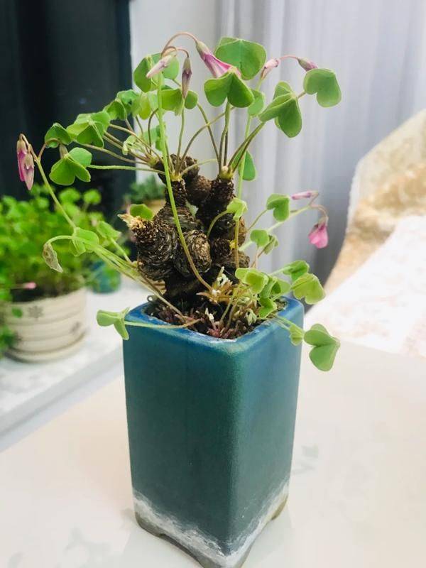 天胡荽草种植方法教程