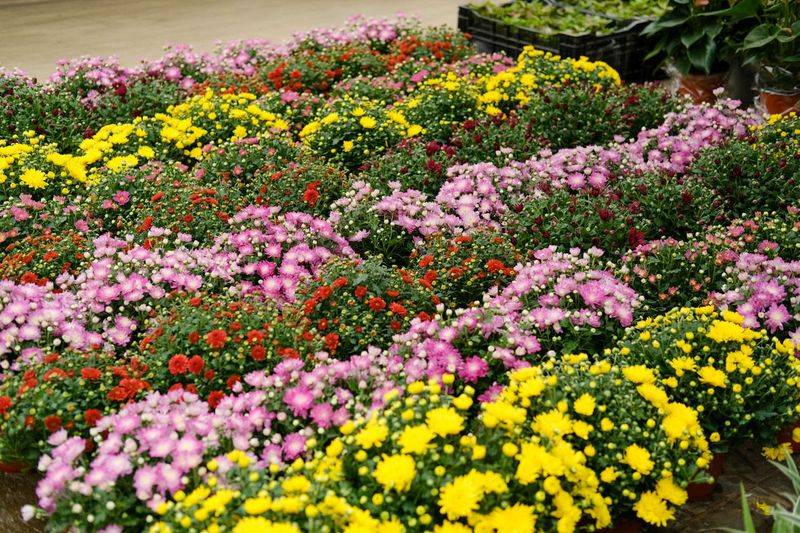 The dutch method of multi-breeding