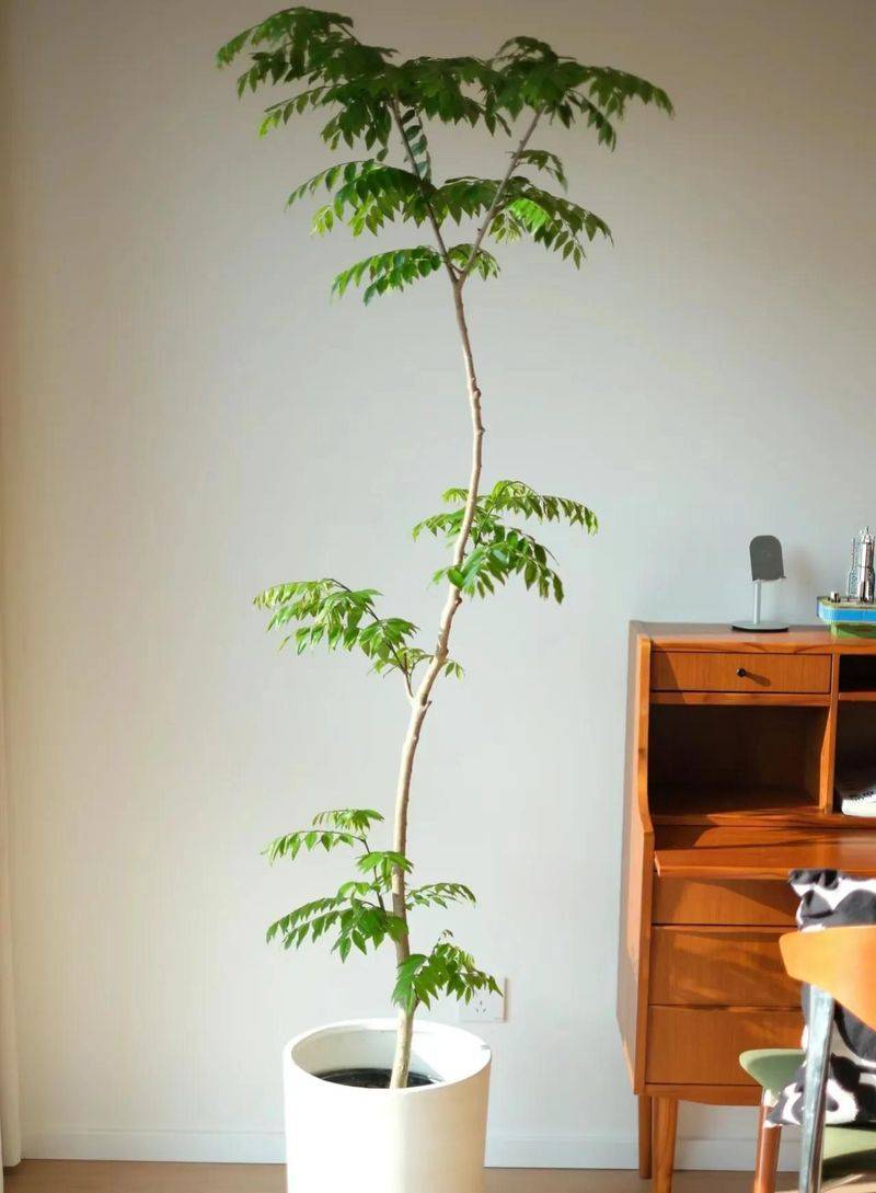 金花茶种植方法