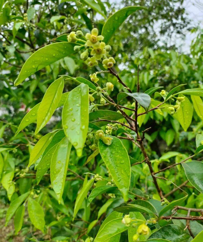 金花茶种植方法