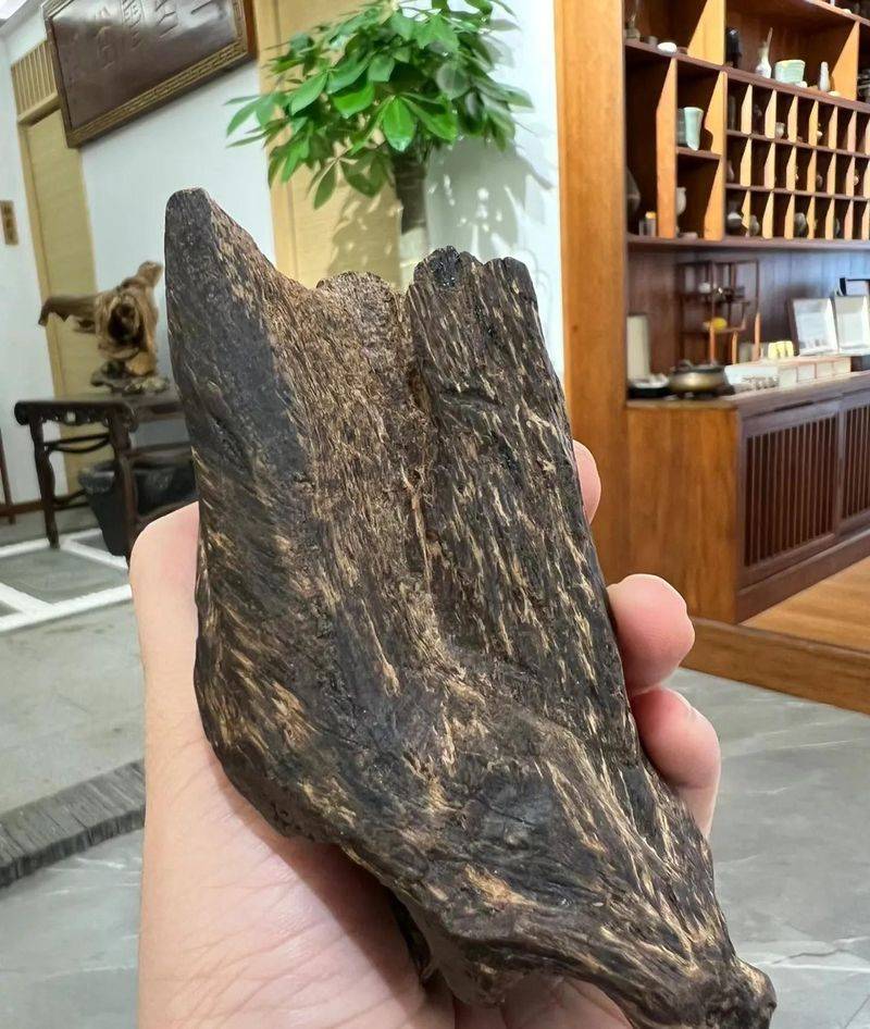 金花茶种植方法