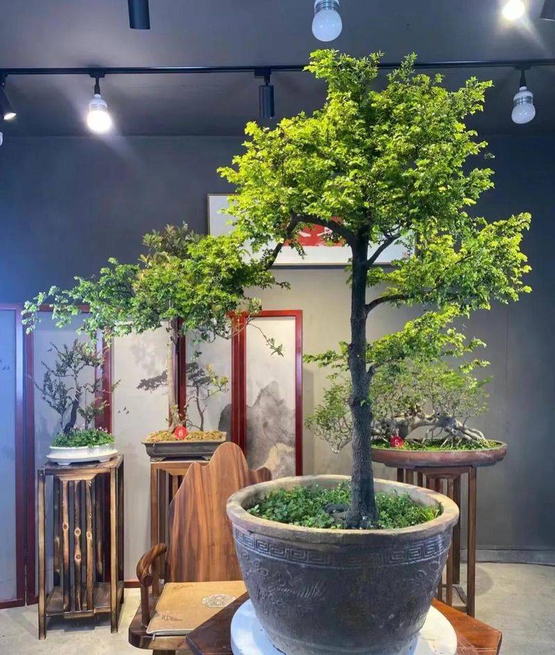 金花茶种植方法