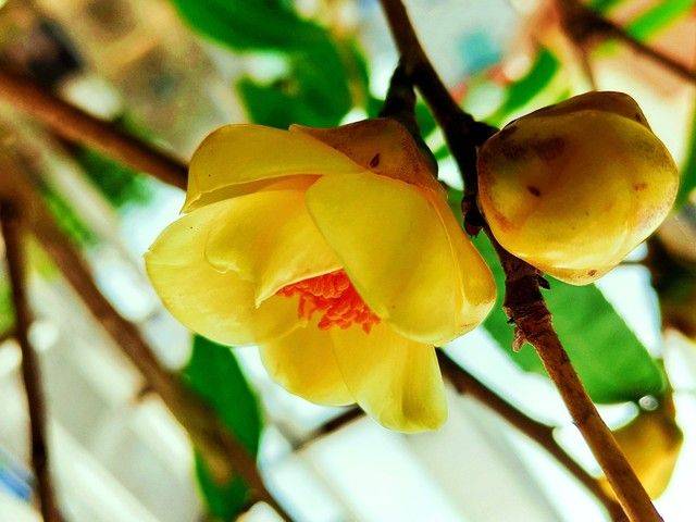 金花茶种植方法