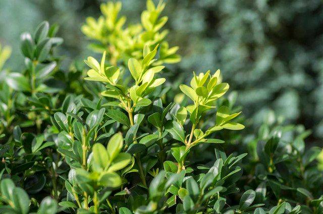 金花茶种植方法