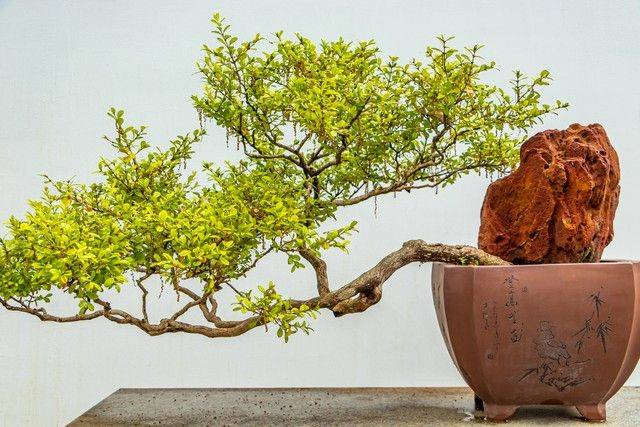 金花茶种植方法