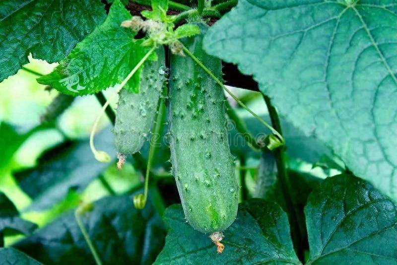 种植蔬菜用什么水肥好