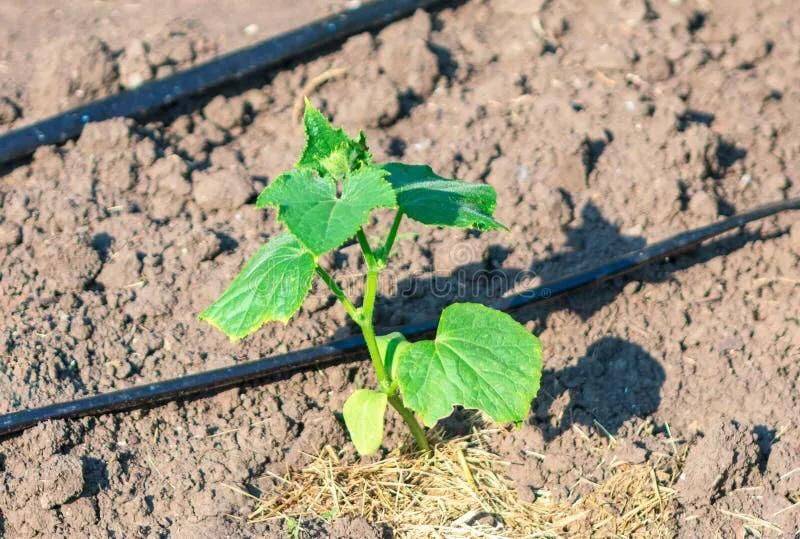 种植蔬菜用什么水肥好