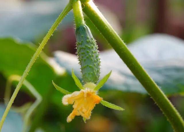 种植蔬菜用什么水肥好