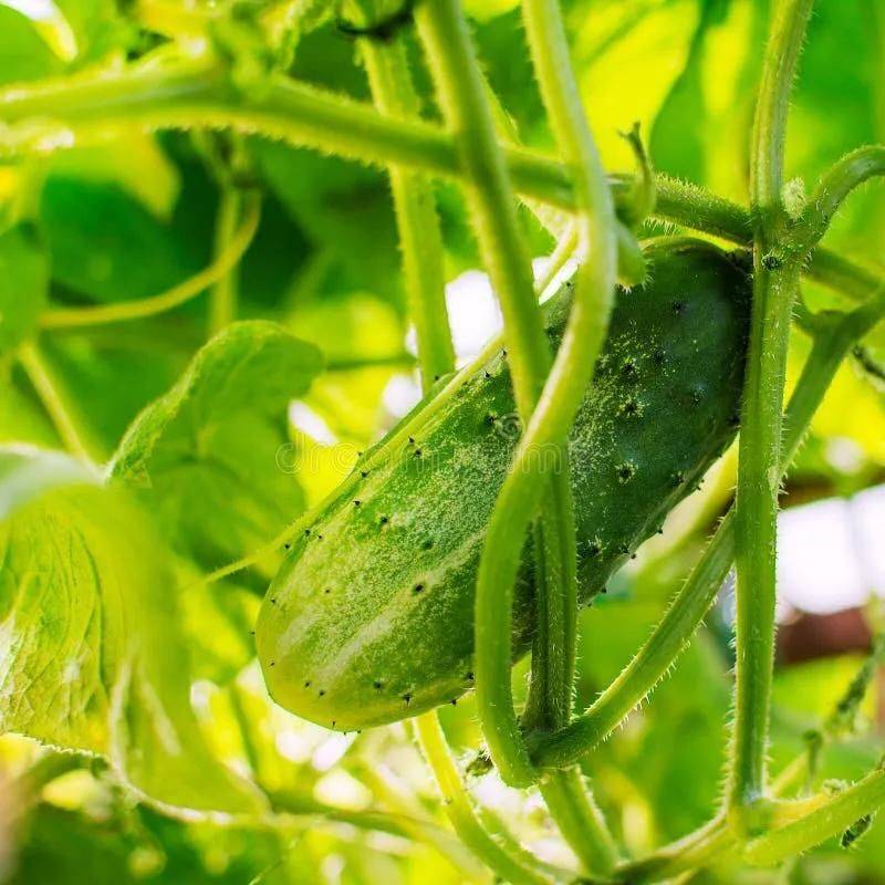 种植蔬菜用什么水肥好