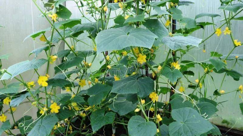 种植蔬菜用什么水肥好