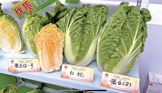 白菜种植技术