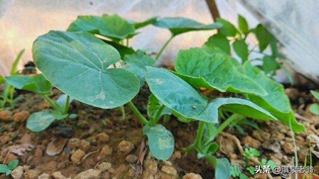 早春南瓜、丝瓜育壮苗的重点措施