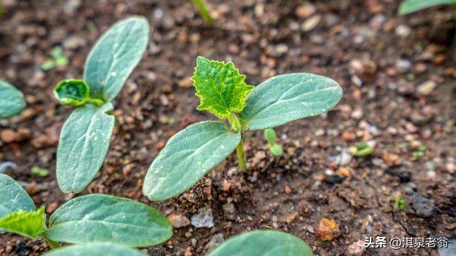 塑料大棚种植技术