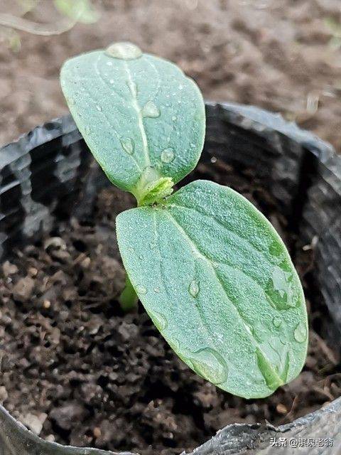 塑料大棚种植技术