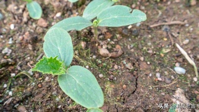 塑料大棚种植技术