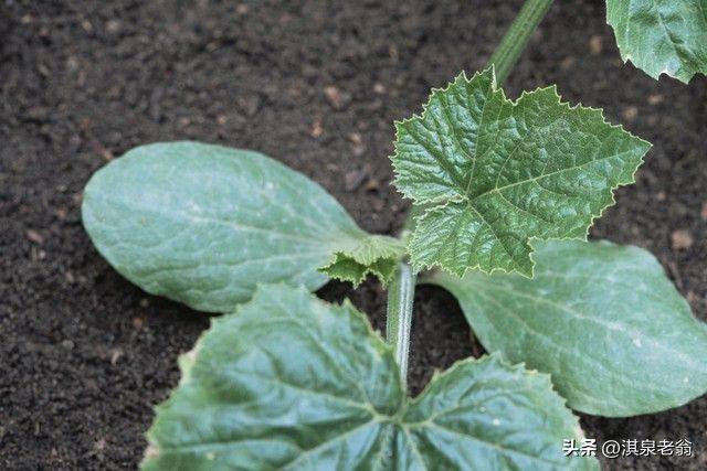 塑料大棚种植技术