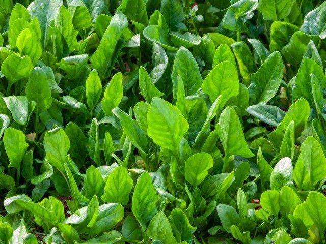 种植蔬菜用什么水肥好
