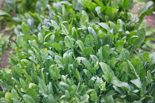 种植蔬菜用什么水肥好